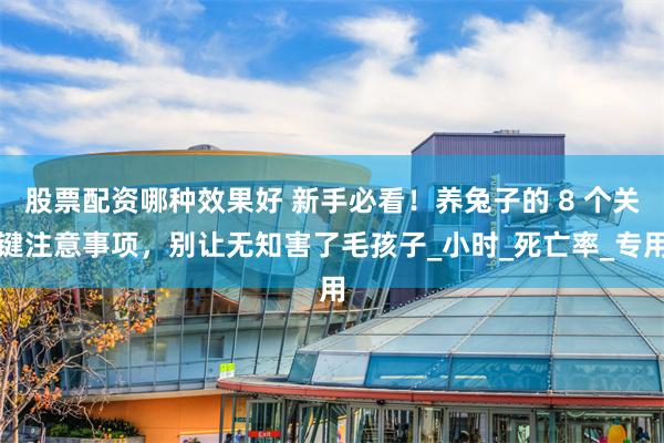股票配资哪种效果好 新手必看！养兔子的 8 个关键注意事项，别让无知害了毛孩子_小时_死亡率_专用