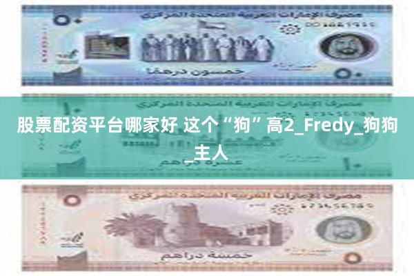 股票配资平台哪家好 这个“狗”高2_Fredy_狗狗_主人